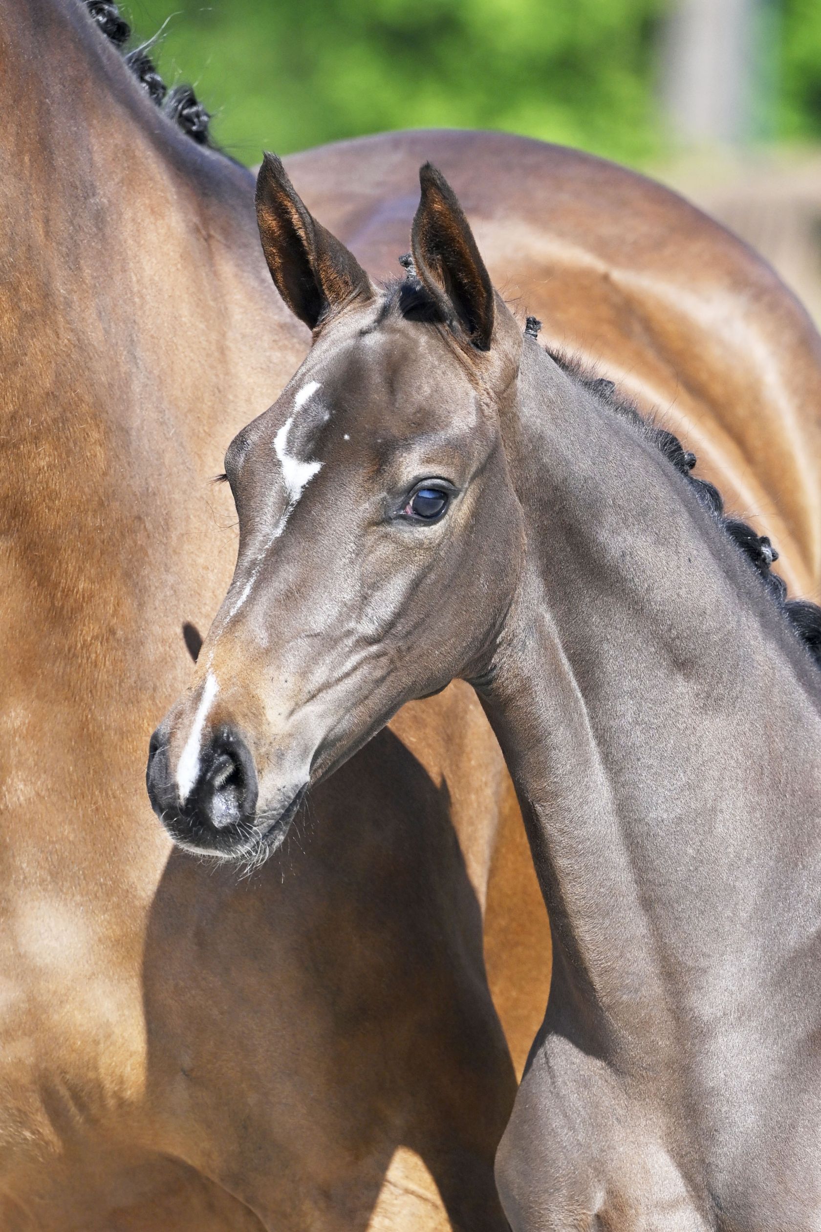 CLEOPATRA D'EDOUARD JOLY Z - Filly by COUNT ON ME Z out of sister 